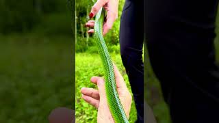 Upset Snake in My Back Yard - Green Meanie!