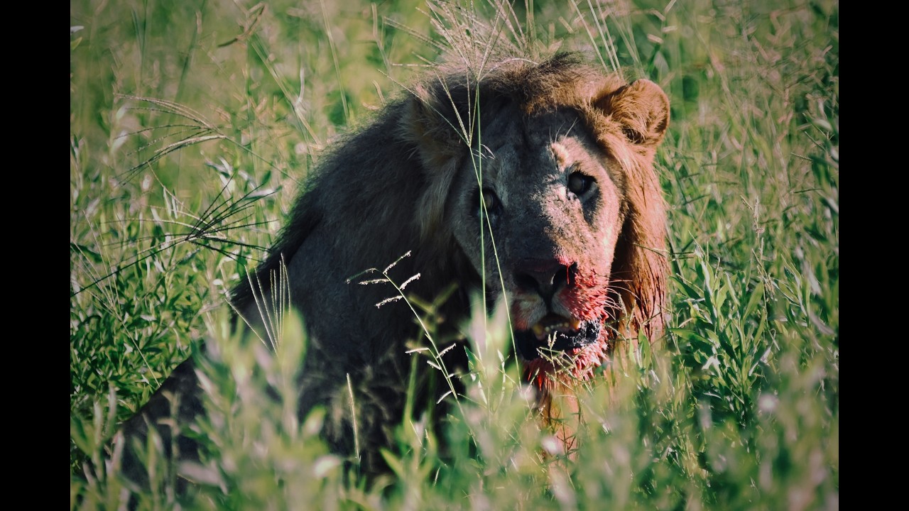 Namibia, Botswana & Victoria Falls Safari Highlights