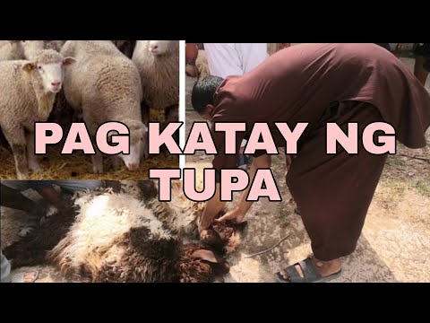 Video: Paano Gumawa Ng Mga Tinadtad Na Cutlet Ng Tupa