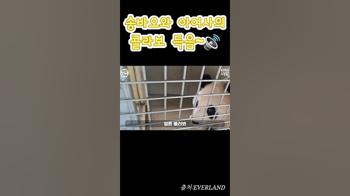 송바오와 아이바오의 콜라보 득음‼️캬~그냥 예술임🙂‍↕️🙂‍↔️  #루이바오 #후이바오 #푸바오 #fubao #cute #에버랜드 #쌍둥바오 #쌍둥이 #animals