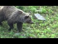 En priode du rut de lours dans les pyrnes