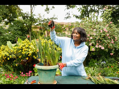 Video: Dietes Plantinligting - Hoe om dieet-irisse te kweek