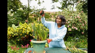 “Dietes bicolor (African Iris) 🌼 | Easy Division Propagation Guide”