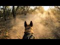 Dog Training Month | Hasso - Mesa PD K-9