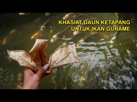 Cara Membuat Air Ketapang Untuk Ikan