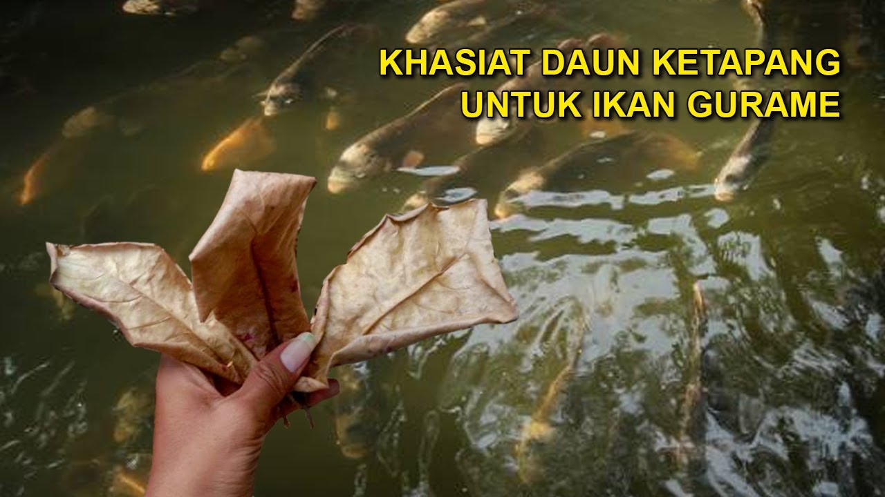 MENGUNGKAP MANFAAT DAUN KETAPANG UNTUK IKAN GURAME