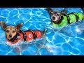 Giving our Dogs Swimming Lessons for the First Time! | Pawzam Dogs