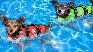 Giving our Dogs Swimming Lessons for the First Time! | Pawzam Dogs