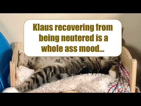 ANIMALS GO TO THE VET: Funniest Photos
