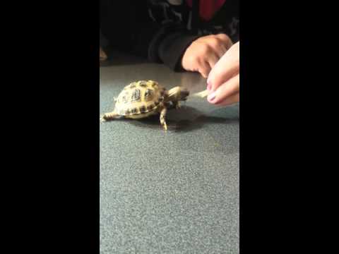 Baby Tortoise eating a bean sprout!