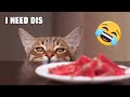 Best Funny Cats Videos Compilation - Try Not To Laugh