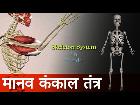 मानव कंकाल तंत्र के बारे में | Human Skeleton System in Hindi | Biology Science | Basic of Science