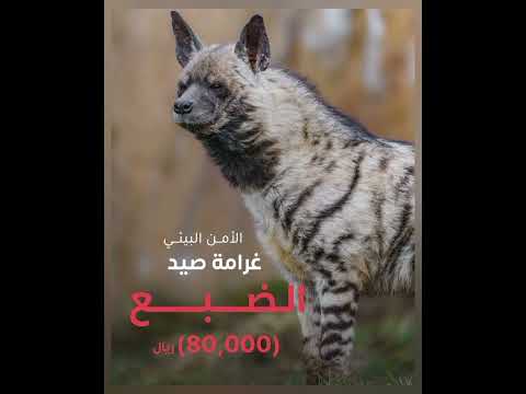 الأمن البيئي غرامة صيد الضبع