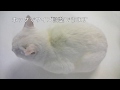 ねこモテ　リボンカラー|あーす・ぺっとはうす