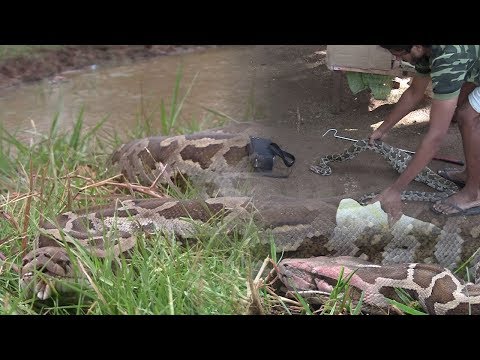 Release of a python !