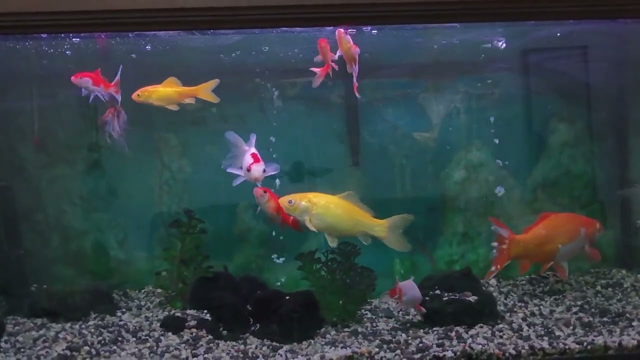 ACUARIO EN CASA  CON MÚSICA AL PIANO DE MANUEL TELECHEA CABRERA