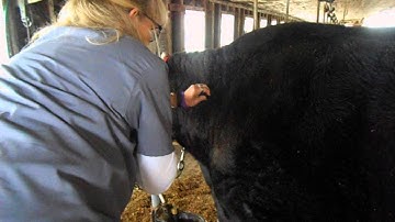 PF Practicum 2 Video of Subcutaneous Injection in a Cow