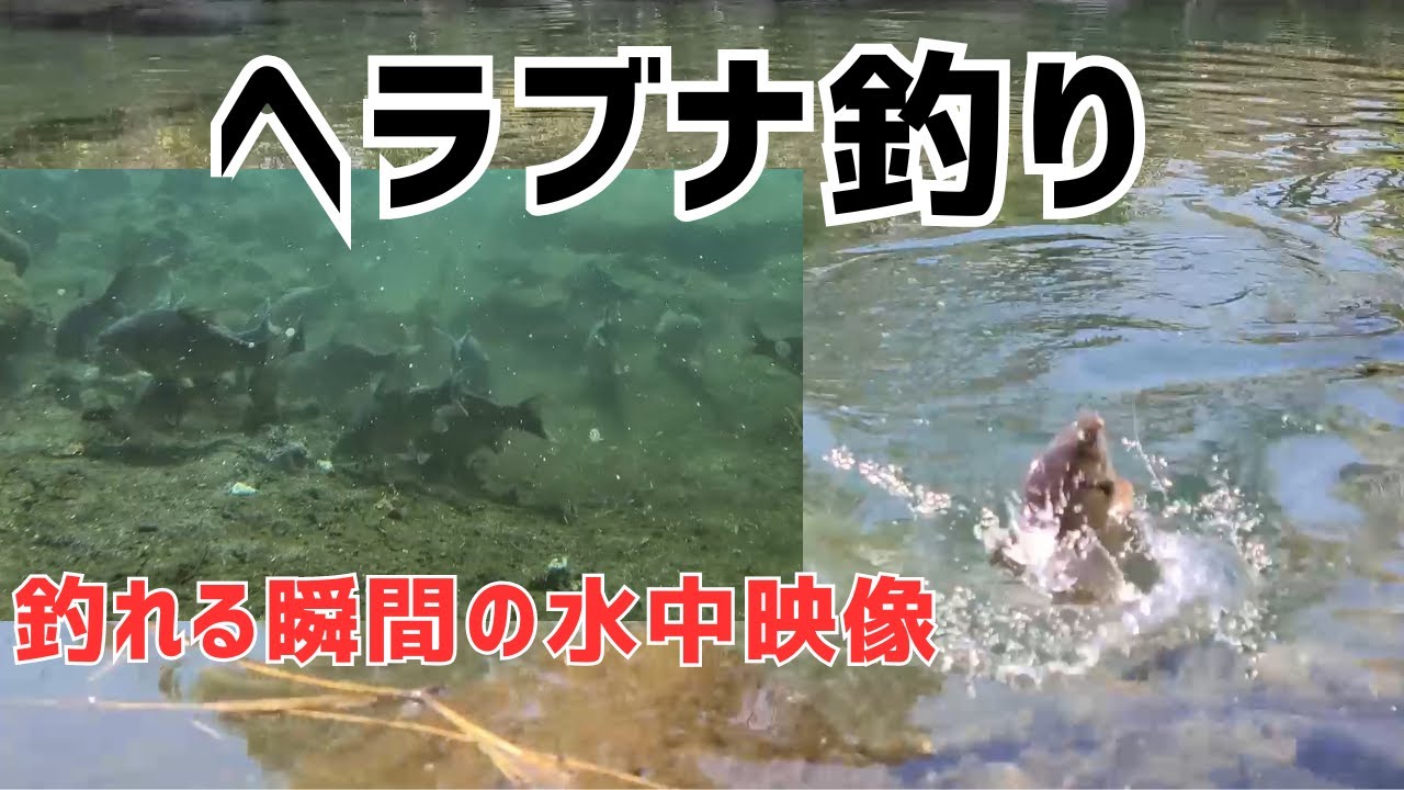 【ヘラブナ釣り】釣れる瞬間の水中映像とウキの様子を撮影！フナがエサを食べてからあわせるタイミングについて