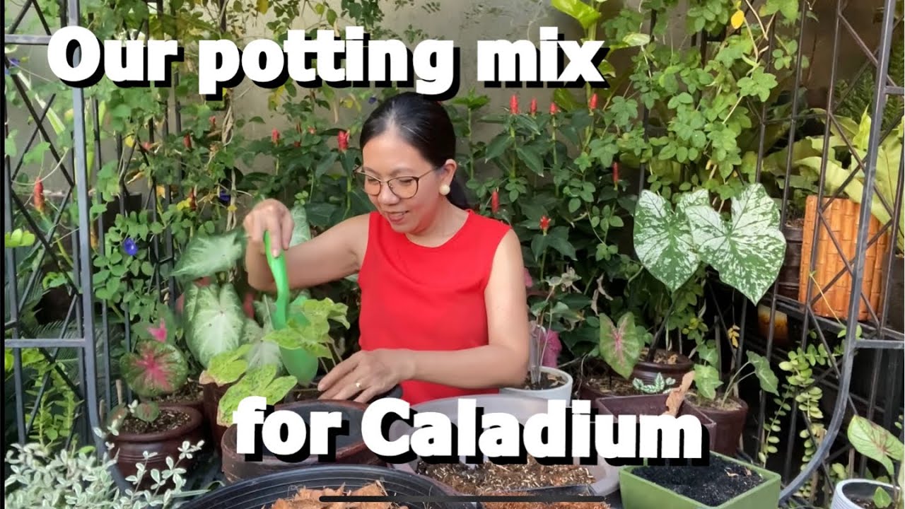 My Plantita Journey Vlog #70 || Our Caladium potting mix