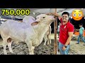2025 Ki Mandi Ki Sabse Bari Cow 😳 | Cow Dekhne Sab Dost Mandi Chale Gay 😂