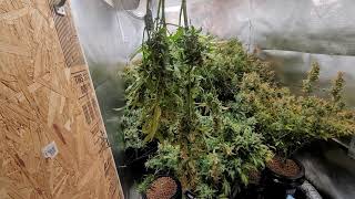 Harvest Pt.1of9