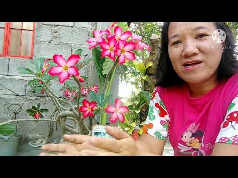 Video: Mga Tip Para Sa Paggamit Ng Sup Sa Hardin