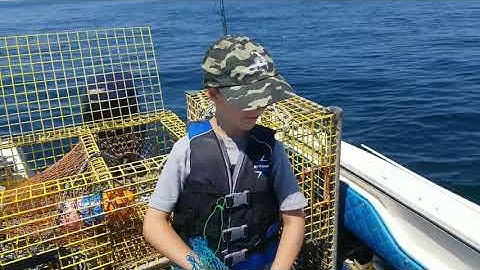 Baiting  lobster  traps  cape cod bay