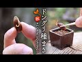 ドングリの種まき 秋の実りを色々種まき 豆盆栽鉢にも【Bonsai diary 盆栽日記 11/07】初心者の簡単盆栽の作り方 育て方 やり方 モミジ ミズナラ カシ EOS R5撮影