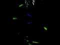 Stereopony Concert at Yost Theater Santa Ana CA. PT2