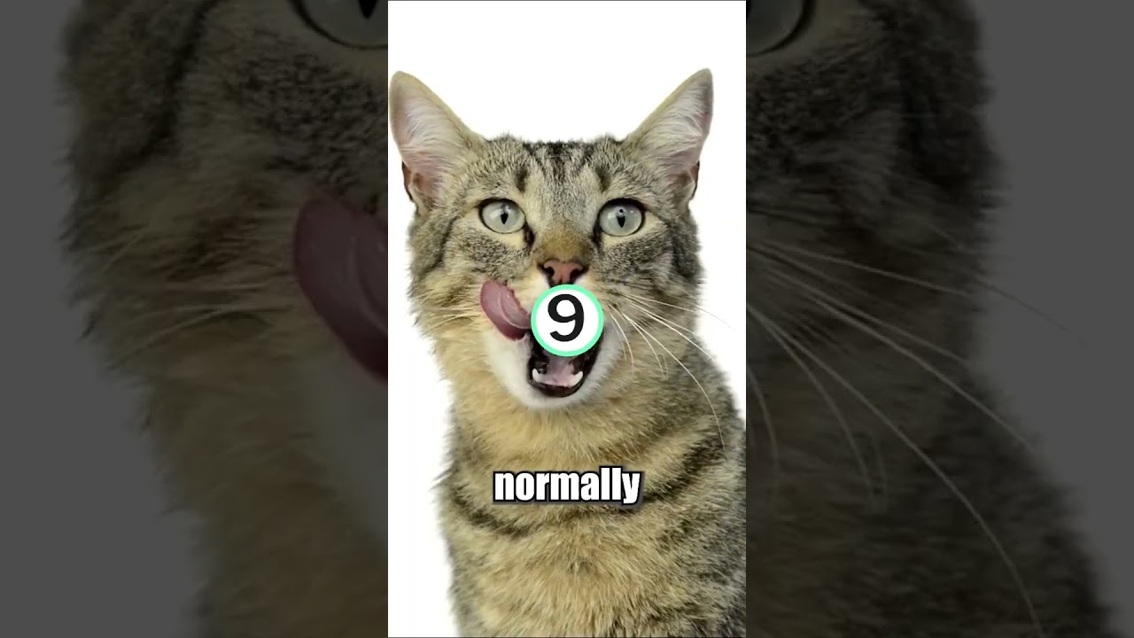 3 Fun Facts about Cats 