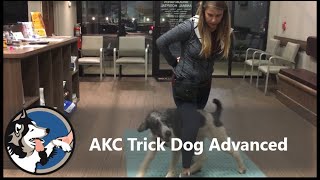 AKC Trick Dog Advanced Test  Klaus the Standard Poodle