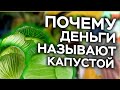 Почему ДЕНЬГИ называют КАПУСТОЙ 💵 Это ИНТЕРЕСНО!