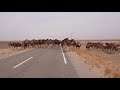 Camel Crossing The Street Camel Crossing The Street