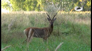 Download Lagu HUNTING SYBERIAN ROEBUCKS IN KAZAKHSTAN MP3 Download Lagu HUNTING SYBERIAN ROEBUCKS IN KAZAKHSTAN MP3