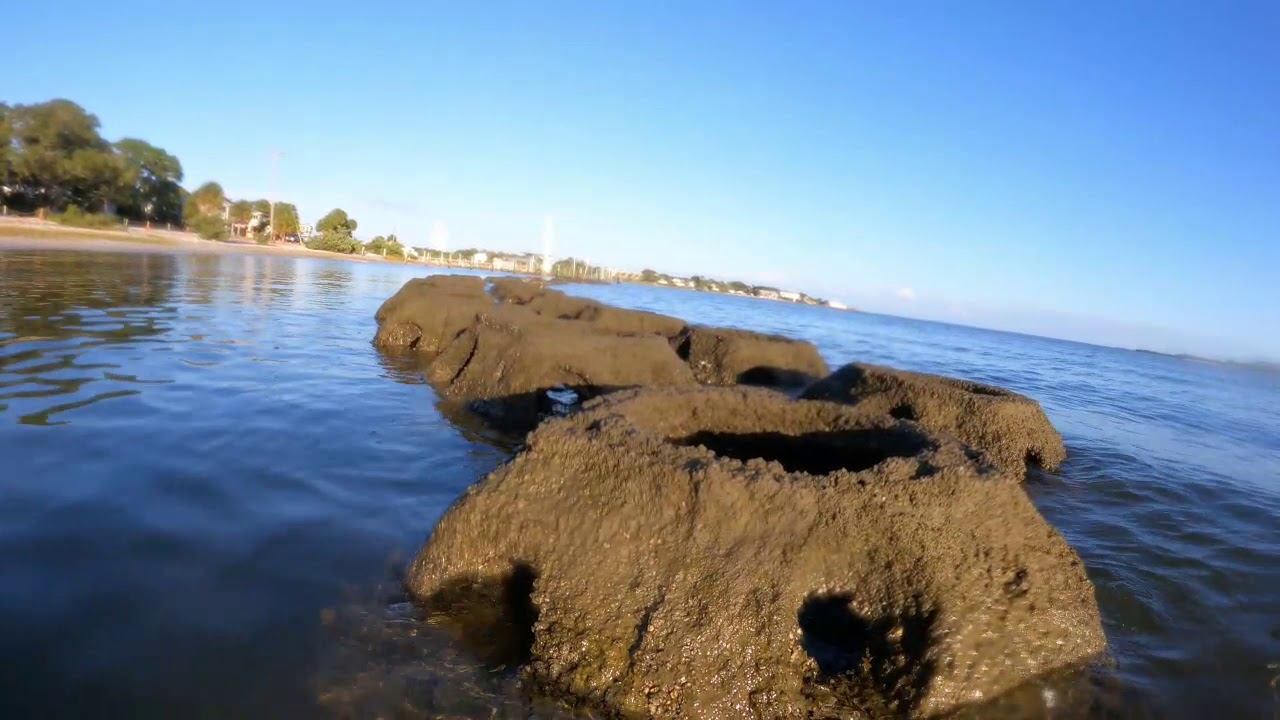 Intertidal Reefballs At Cedar Key, Florida 2020