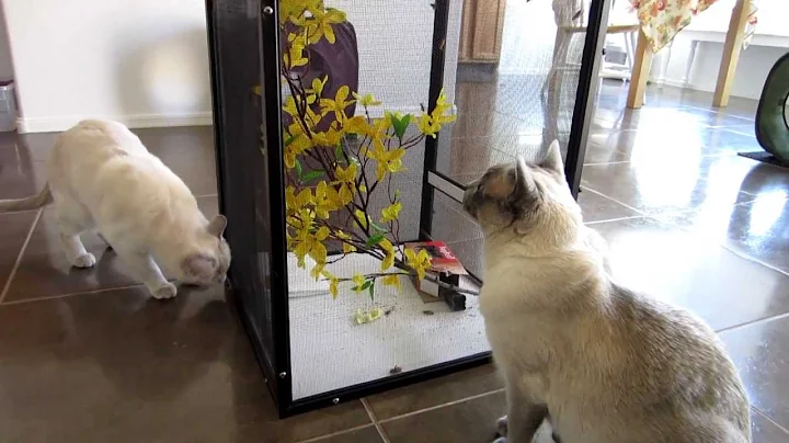 Watch the video about Platinum Mink Tonkinese 3rd Birthday - Highlights [HD]