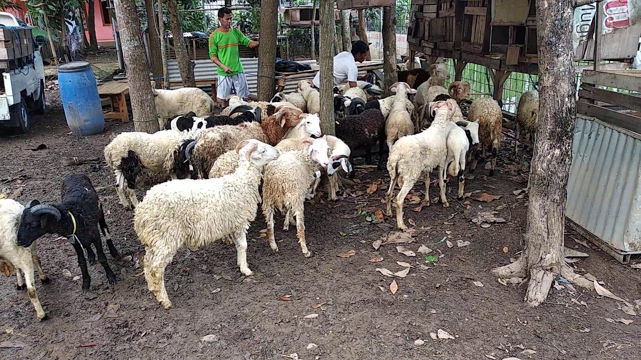 DOMBA GARUT 