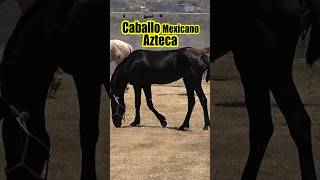 CABALLO DE RAZA AZTECA | El caballo mexicano