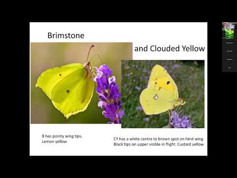 2025 Butterfly ID