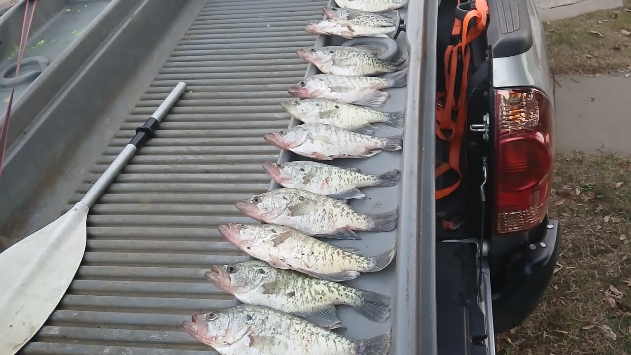 25 окуней из ручья отправились домой!