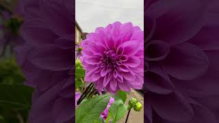 Beautiful Flower Varieties #Flowers #Foryou #Garden #Floralbeauty #Viralvideo