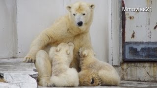 やっぱり定位置　双子の授乳~Polar Bear feeding