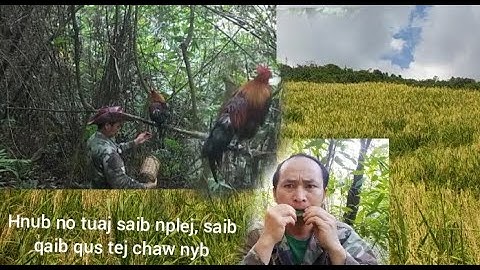 saib nplej, saib qaib qus tej chaw nyb thb sim qaib กวดกาพื้นที่ไก่ป่าและส้อมไก่ต่อ