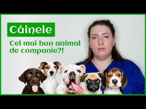 Video: Ce animal de companie bun?