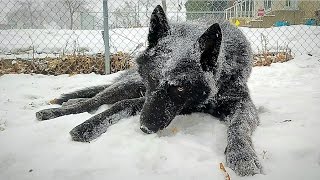 Blue Bay Shepherd vs German Shepherd - Snow Fight