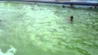 Me And My Friends At Swimming Pool