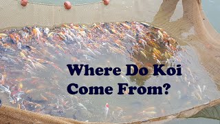 Koi Hatchery Tour - Blue Ridge Koi Koi Hatchery Tour - Blue Ridge Koi