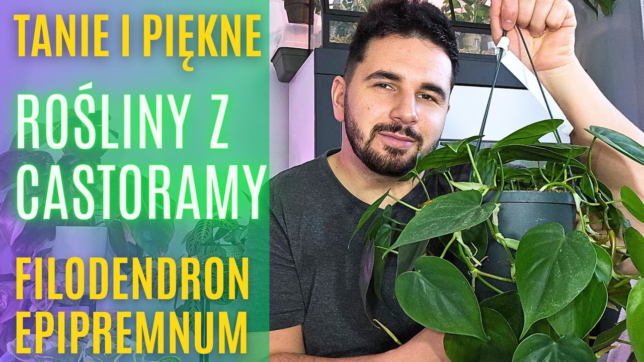 ROŚLINY Z CASTORAMY - Tanie i piękne 🌿🤩