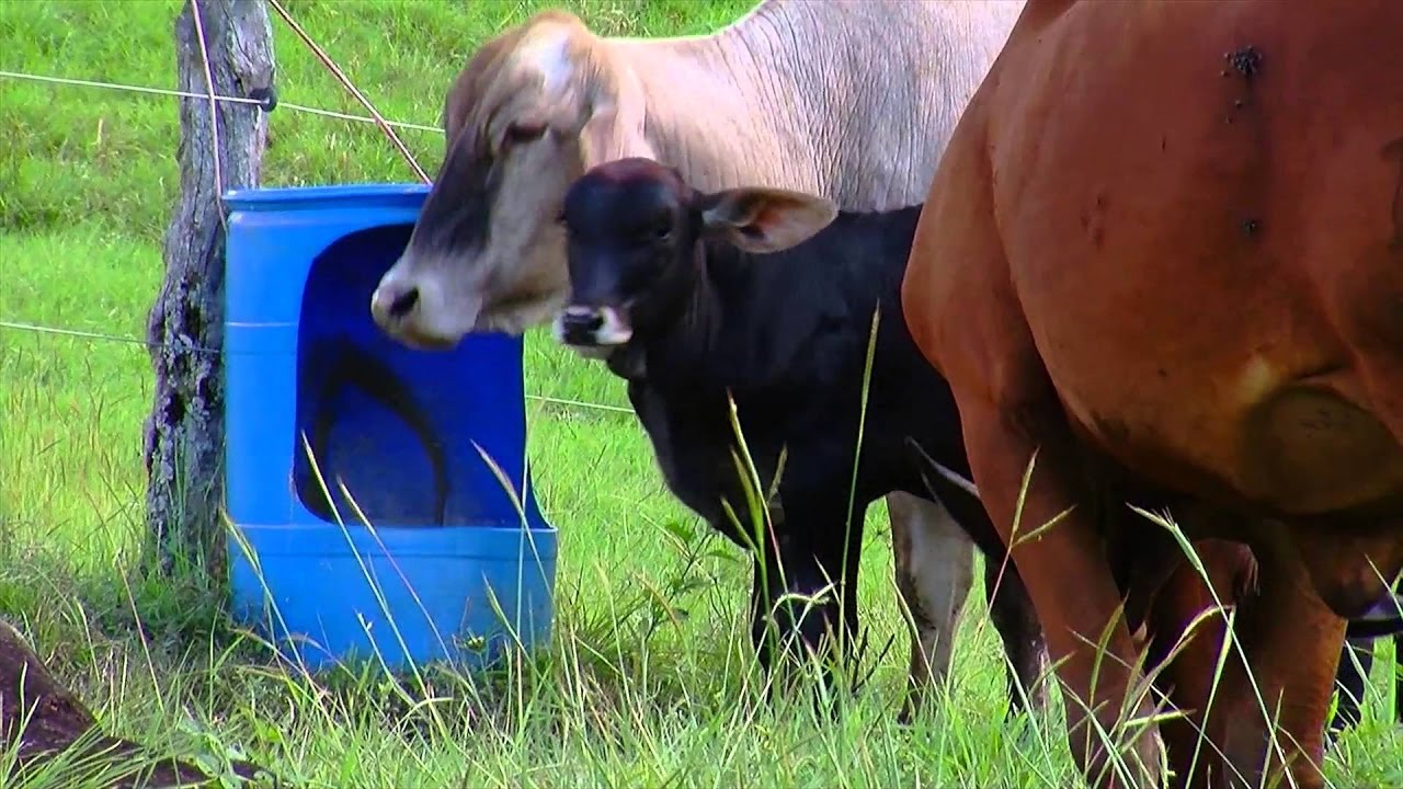 Melaza de Caña 6 KG. Para alimentación de ganado vacuno y ovino