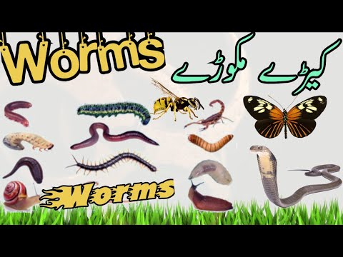 Learn worms/Worms name in Urdu/worms name/insects name/کیڑے مکوڑے